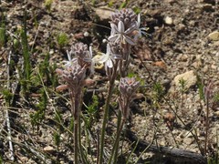 Trachyandra hirsutiflora