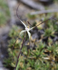 Caladenia varians