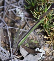 Caladenia varians