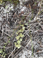 Polygonum dentoceras
