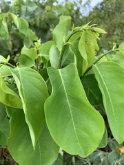 Dalbergia ecastaphyllum