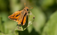 Hylephila fasciolata