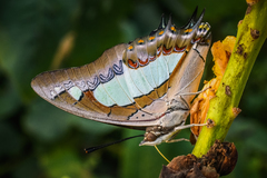 Polyura agraria