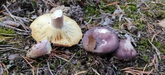 Russula badia