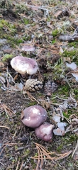 Russula badia