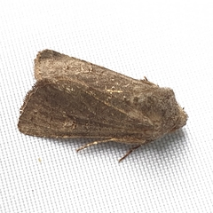 Aporophyla lutulenta
