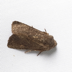 Aporophyla lutulenta