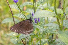 Euploea klugii