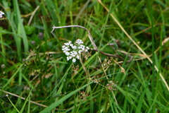 Carum verticillatum