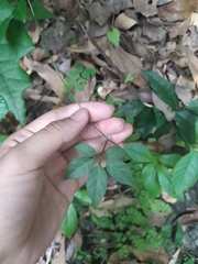 Neoalsomitra clavigera