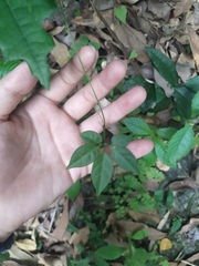 Neoalsomitra clavigera