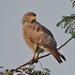 Rufous-winged Buzzard - Photo (c) robbythai, some rights reserved (CC BY-NC)