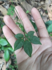 Neoalsomitra clavigera