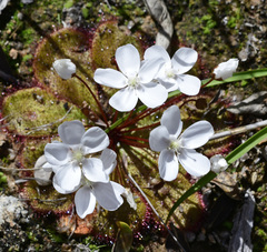 Drosera monantha