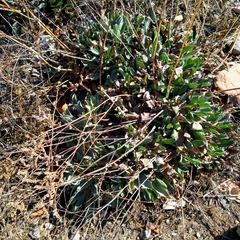 Limonium malacitanum