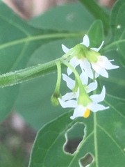 Solanum nigrum