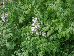 Corydalis caseana brandegeei