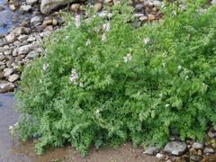 Corydalis caseana brandegeei