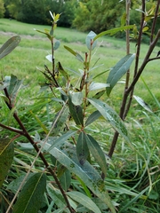 Salix