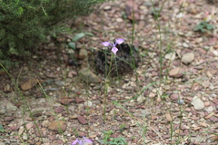 Moraea tripetala violacea
