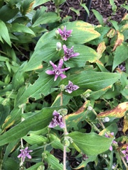 Tricyrtis formosana
