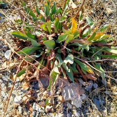 Limonium malacitanum