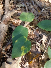 Matelea carolinensis