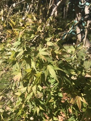 Acer palmatum