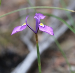 Moraea tripetala violacea