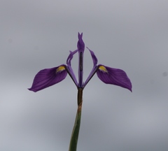 Moraea tripetala violacea