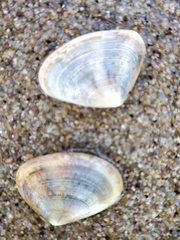 Latona cuneata