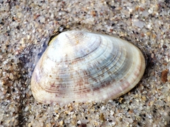 Latona cuneata