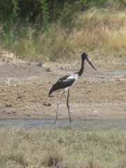 Ephippiorhynchus asiaticus
