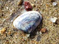 Latona cuneata