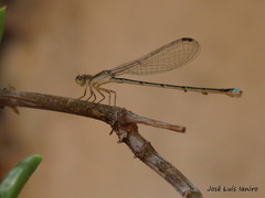 Argentagrion ambiguum