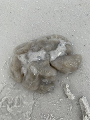 Aplidium stellatum