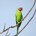 Blossom-headed Parakeet - Photo (c) robbythai, some rights reserved (CC BY-NC)