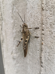 Anacridium aegyptium