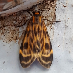 Eucereon phaeoprocta