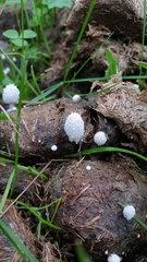 Coprinopsis nivea