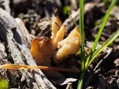Clavulina vinaceocervina