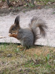 Sciurus vulgaris