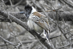 Thamnophilus bernardi