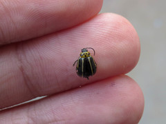 Disonycha conjuncta