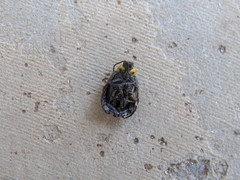 Disonycha conjuncta
