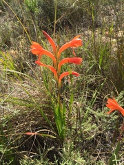 Watsonia spectabilis