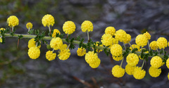 Acacia pulchella