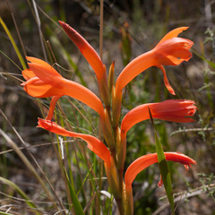 Watsonia spectabilis