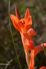Watsonia spectabilis