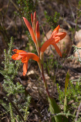 Watsonia spectabilis